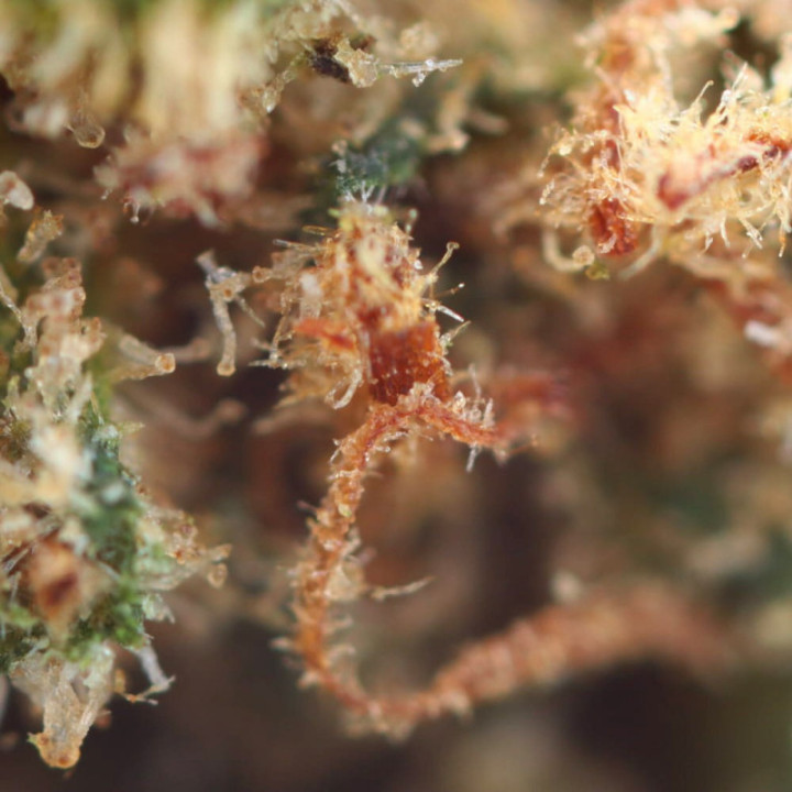 AK-47 Ivory : Fleur de CBD Puissante et Harmonieuse - Weedy.fr