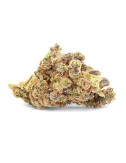 Durban Poison - Fleur de CBD - Ivory