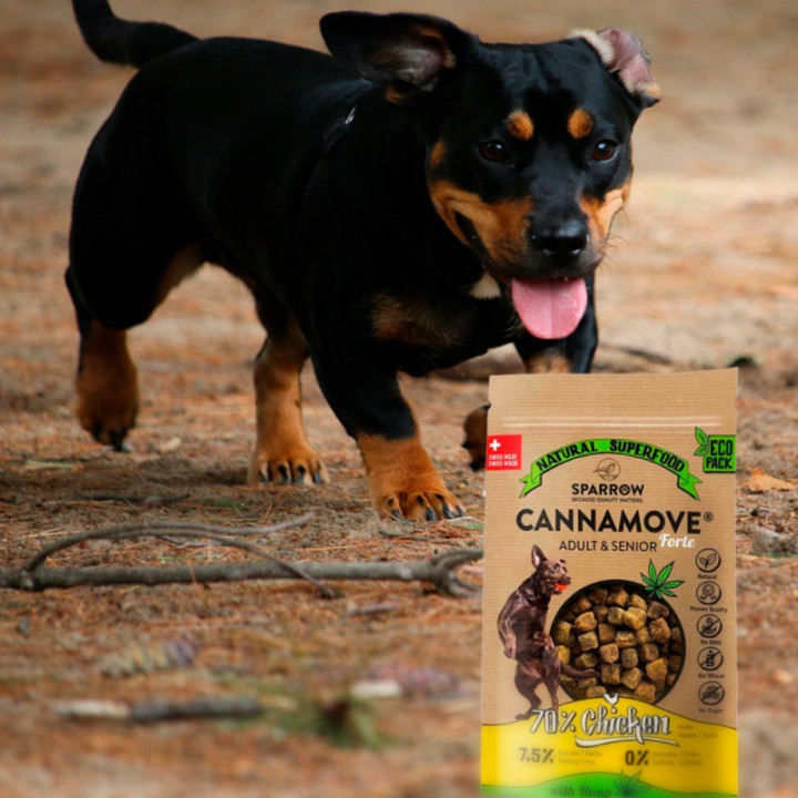 Améliorez la mobilité de votre chien avec les Friandises au CBD - Weedy.fr
