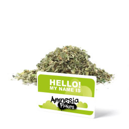 Amnesia Trim - Fleur de CBD...
