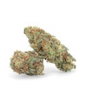 Orange Bud CBD - Fleur CBD - Weedy