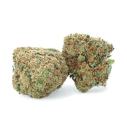 Harlequin - Fleur CBD - Weedy