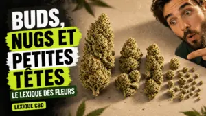 Une sélection de fleurs de chanvre classées par taille, de la grosse tête compacte aux petits bourgeons ronds.