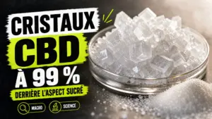 Des cristaux blancs de CBD pur brillent dans une coupelle en verre, avec une texture fine évoquant discrètement le sucre.
