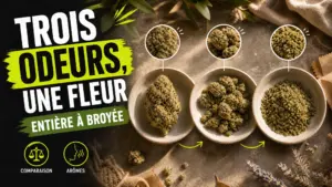 Trois coupelles présentent une même fleur de chanvre entière, fragmentée puis finement broyée pour comparer leurs textures.