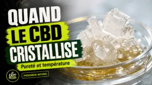 Un amas de cristaux blancs et translucides de concentré de chanvre repose dans une petite coupelle en verre.