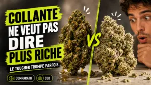 Deux fleurs de chanvre aux textures contrastées, l’une brillante et collante, l’autre plus sèche mais fortement couverte de trichomes.