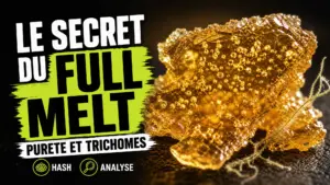 Gros plan d’une résine de chanvre ambrée et brillante, où apparaissent des têtes de trichomes intactes parmi quelques fibres végétales.