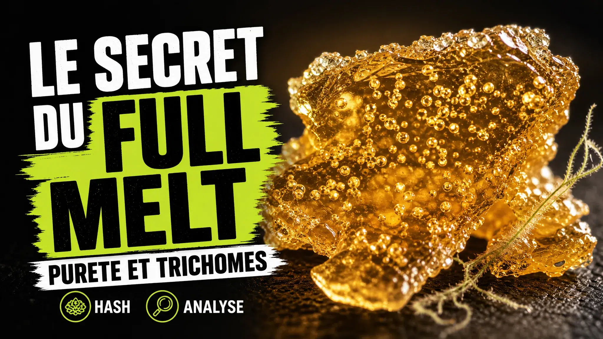 Gros plan d’une résine de chanvre ambrée et brillante, où apparaissent des têtes de trichomes intactes parmi quelques fibres végétales.