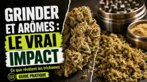Une fleur de chanvre riche en trichomes est présentée à côté d'une mouture végétale et d'un grinder métallique ouvert.