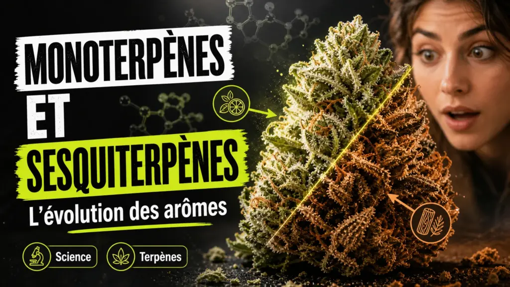 Gros plan d’une fleur de chanvre couverte de trichomes, accompagnée de formes moléculaires discrètes évoquant l’évolution de ses arômes.