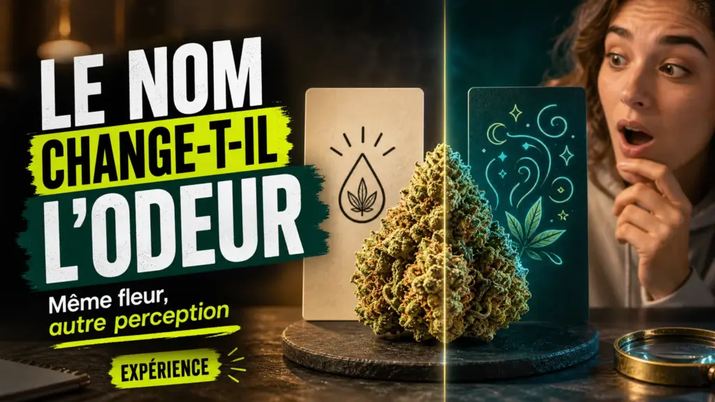 Une même fleur de chanvre est présentée entre deux cartes aux ambiances contrastées pour illustrer l’influence du nom sur la perception des odeurs.