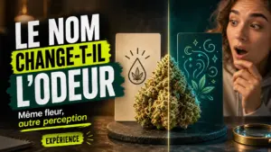 Une même fleur de chanvre est présentée entre deux cartes aux ambiances contrastées pour illustrer l’influence du nom sur la perception des odeurs.