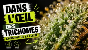 Vue macro d’une fleur de chanvre révélant ses trichomes translucides et légèrement ambrés à la surface d’une bractée.