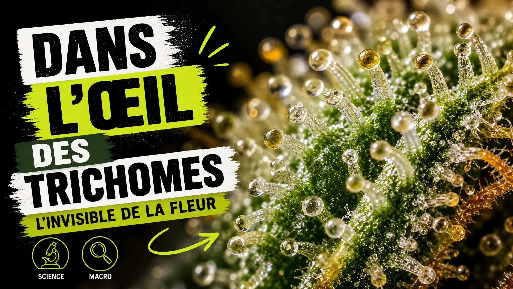 Vue macro d’une fleur de chanvre révélant ses trichomes translucides et légèrement ambrés à la surface d’une bractée.