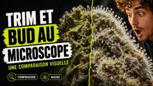Vue microscopique en diptyque montrant un trim de chanvre peu couvert de trichomes face à une fleur dense aux glandes résineuses abondantes.