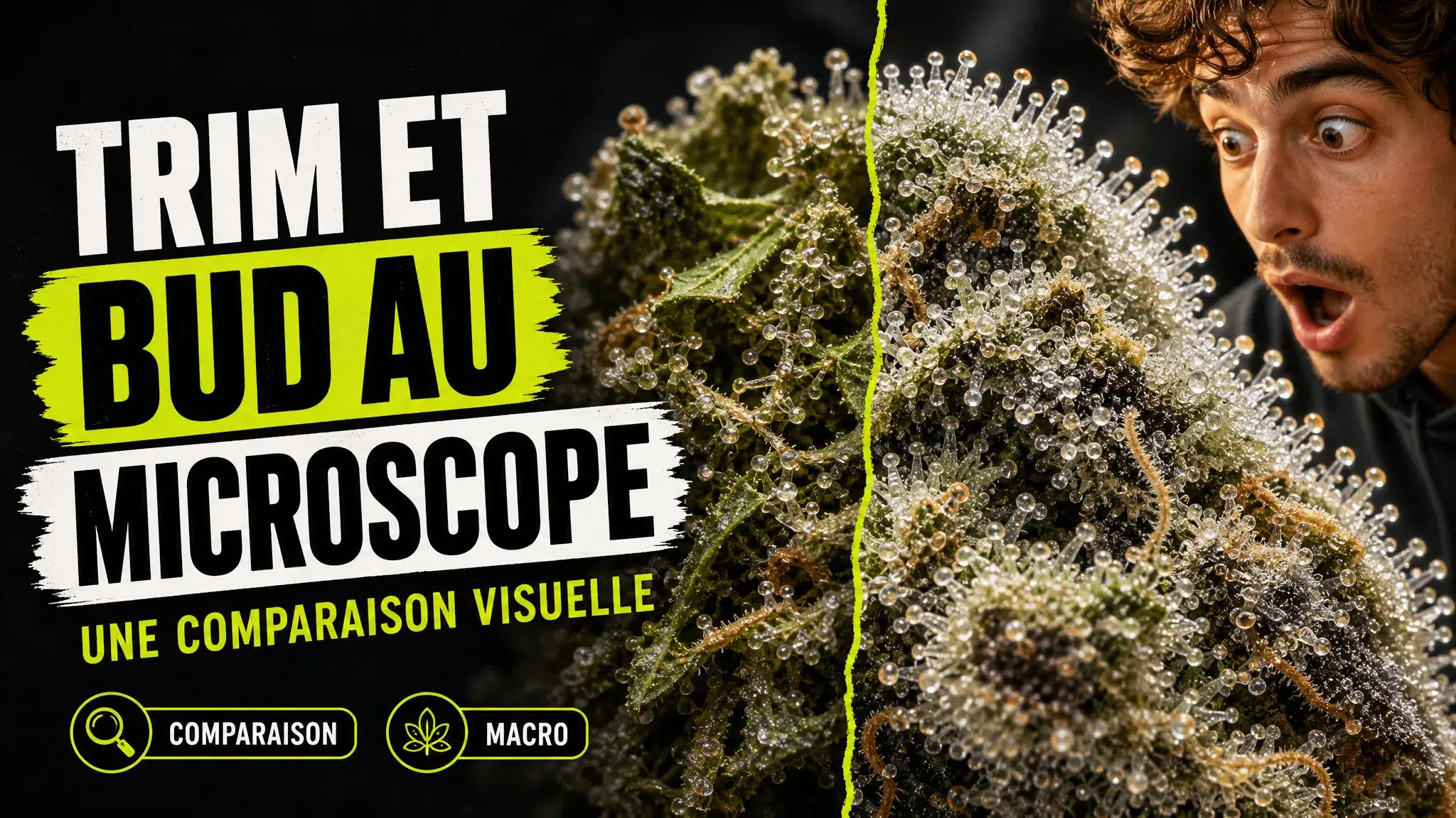 Vue microscopique en diptyque montrant un trim de chanvre peu couvert de trichomes face à une fleur dense aux glandes résineuses abondantes.