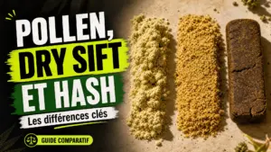 Trois échantillons de résine de chanvre montrent côte à côte les différences de couleur et de texture entre pollen, dry sift et hash.