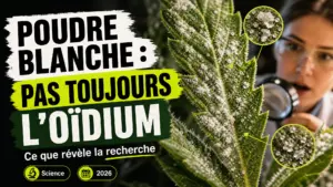 Gros plan sur une feuille de chanvre portant des dépôts blancs poudreux et cristallins à sa surface.