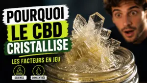 Gros plan sur des cristaux blancs et translucides formés dans un concentré de CBD clair.