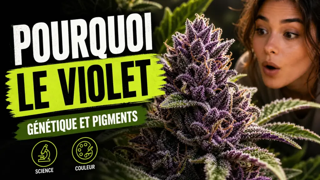 Gros plan d’une fleur de chanvre aux bractées violettes entourée de feuillage vert.