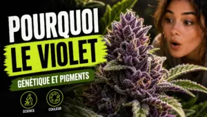 Gros plan d’une fleur de chanvre aux bractées violettes entourée de feuillage vert.