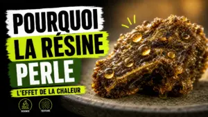 Gros plan sur une résine de chanvre ambrée dont la surface brillante forme de petites gouttes sous l’effet de la chaleur.