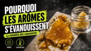 Gros plan éditorial sur deux concentrés de chanvre, l’un étalé sur un support neutre et l’autre protégé dans un petit récipient en verre.