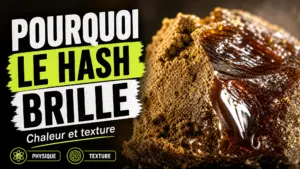 Gros plan sur deux textures de résine de chanvre, l’une mate et granuleuse, l’autre lisse et brillante.