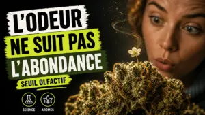 Une fleur de chanvre détaillée est accompagnée d’un minuscule accent aromatique qui attire davantage le regard que l’ensemble végétal.