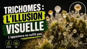 Une macro photographie montre des trichomes translucides et ambrés sur la surface d’une fleur de chanvre.