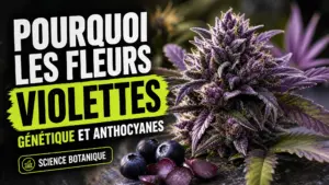 Gros plan sur une fleur de chanvre aux bractées violettes, entourée de quelques myrtilles et raisins sombres.