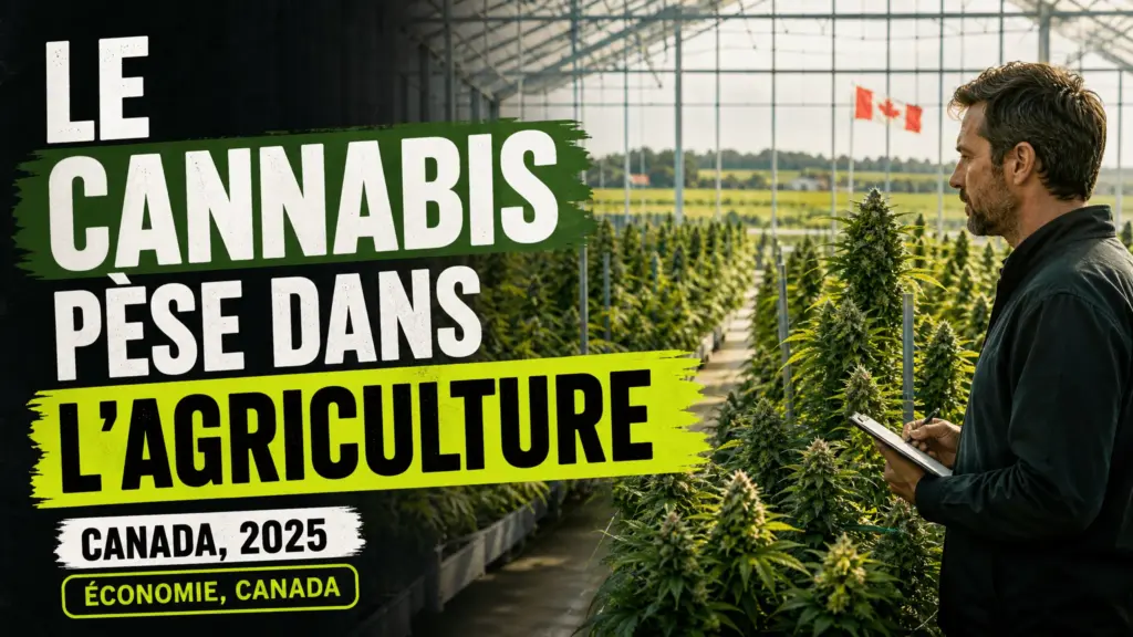 Des rangées de plants de chanvre matures s’étendent dans une vaste serre agricole canadienne.