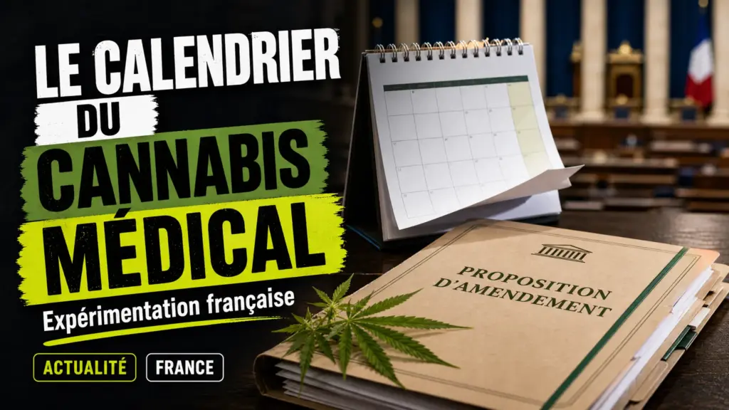 Un dossier parlementaire posé près d’un calendrier et d’une branche de chanvre évoque le débat français sur la prolongation de l’expérimentation du cannabis…