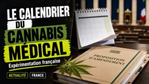 Un dossier parlementaire posé près d’un calendrier et d’une branche de chanvre évoque le débat français sur la prolongation de l’expérimentation du cannabis…