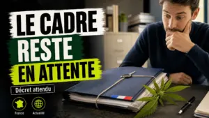 Un dossier réglementaire posé dans un bureau administratif français côtoie une petite branche de chanvre sous une lumière froide.