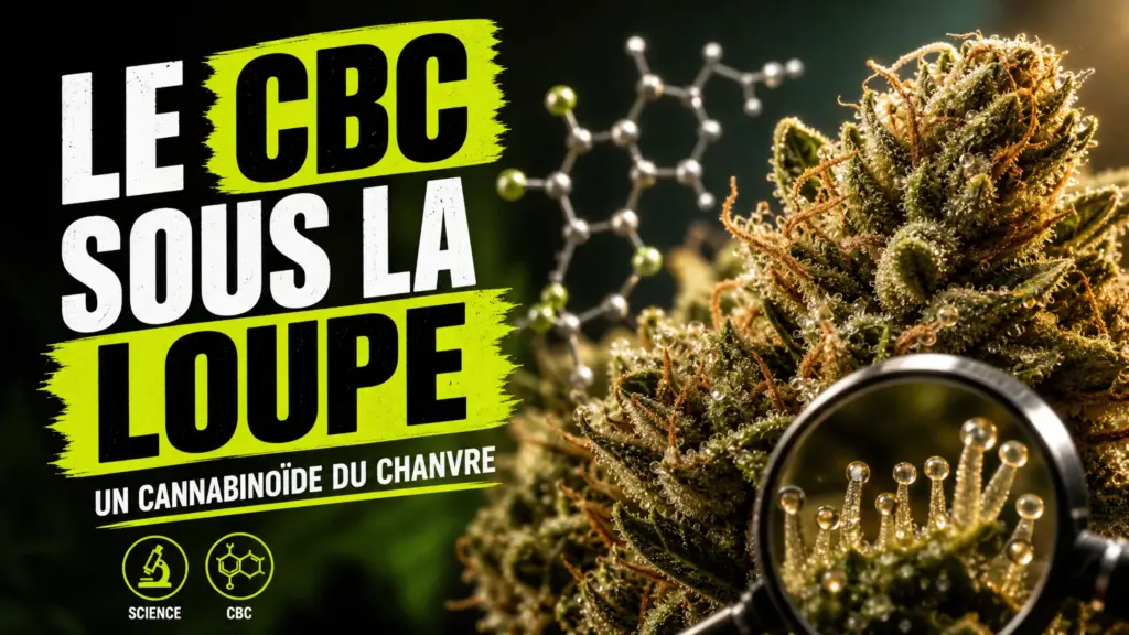Une fleur de chanvre détaillée au premier plan est associée à une représentation géométrique du cannabichromène CBC.