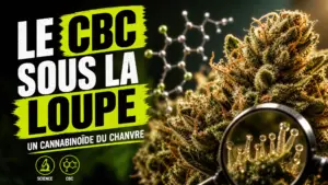 Une fleur de chanvre détaillée au premier plan est associée à une représentation géométrique du cannabichromène CBC.