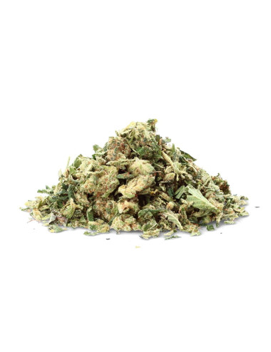 Tangerine Trim - Blume der...