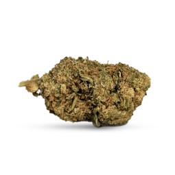 penny wise cbd greenhouse