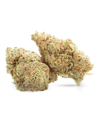 Gelato - CBD-Blüte - Ivory