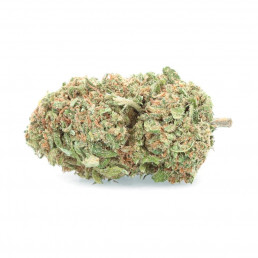Critical Berries - CBD-Blüte - Easy Weed