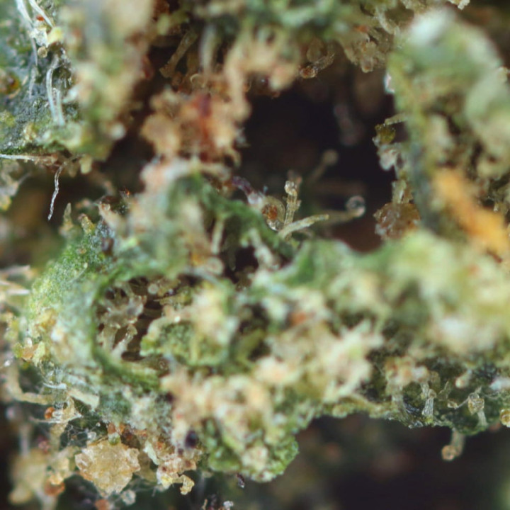 Royal Cheese: Rich and tasty CBD flower - Easy Weed.co.uk