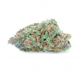 Zkittlez CBD Indoor Hydroponics