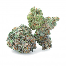 Zkittlez CBD Indoor Hydroponics