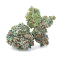 Zkittlez CBD Indoor Hydroponics
