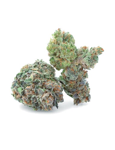 Zkittlez CBD Indoor Hydroponics