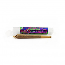 VMAC Amnesia Pre-Roll - White Rabbit
