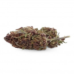 Purple Kush - CBD flower - Ivory