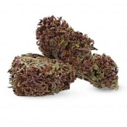 Purple Kush - CBD flower - Ivory